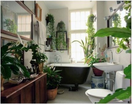 摆满植物的浴室